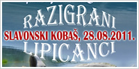 „Razigrani lipicanci“