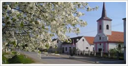 Živike