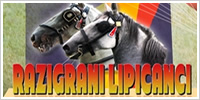 „Razigrani lipicanci“