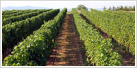 Obavijest vlasnicima vinograda o upisu u vinogradarski registar