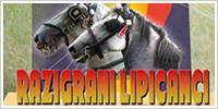 „Razigrani lipicanci“