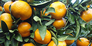Prodaja domaćih neretvanskih mandarina